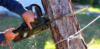 Best Tree Preservation Services  in Green Island, NY