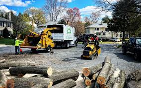Best Palm Tree Trimming  in Green Island, NY