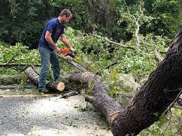 Best Arborist Consultation Services  in Green Island, NY
