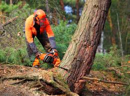 Best Commercial Tree Services  in Green Island, NY