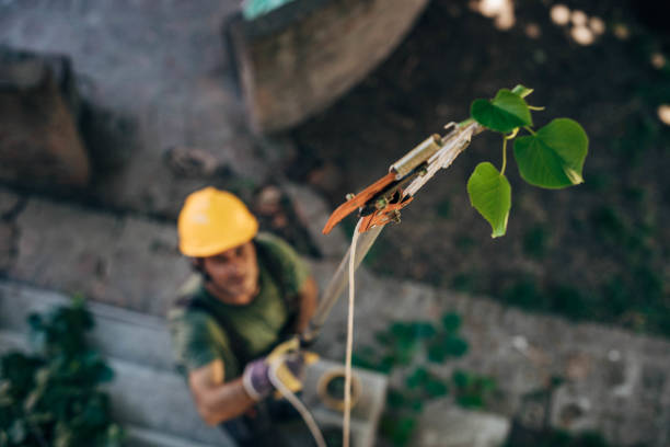 How Our Tree Care Process Works  in  Green Island, NY