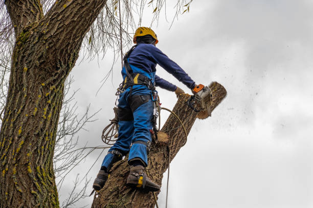 Leaf Removal in Green Island, NY