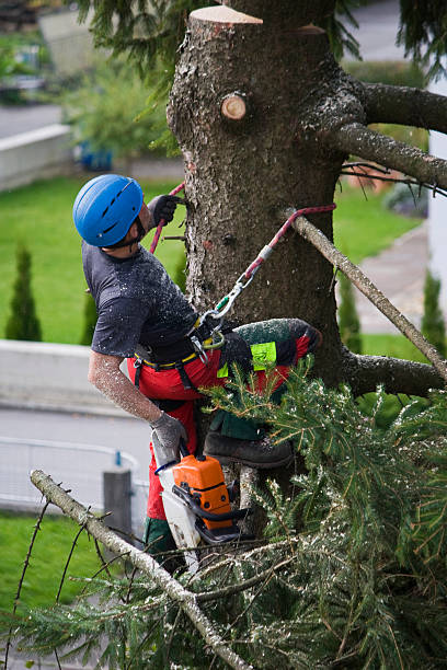 Best Tree Cabling and Bracing  in Green Island, NY