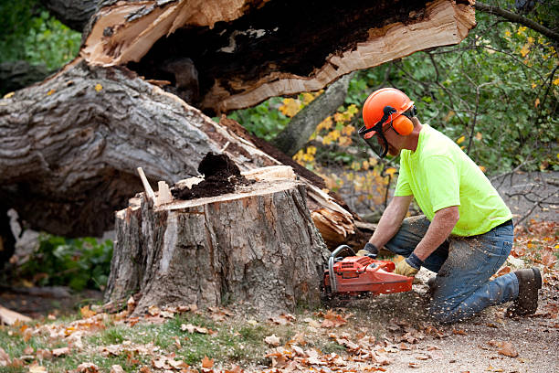 Best Utility Line Clearance  in Green Island, NY