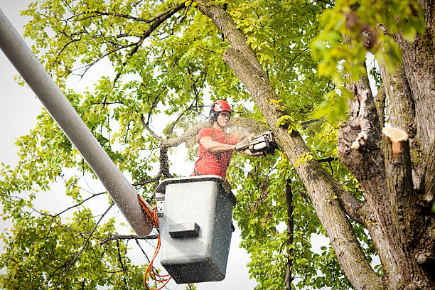 Best Tree and Shrub Care  in Green Island, NY